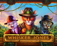 Live Casino image